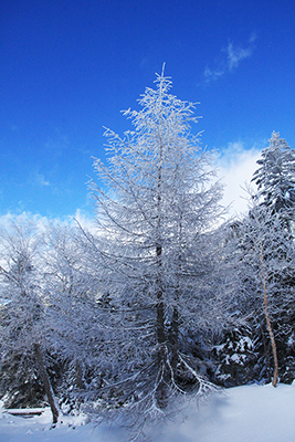 青空に映える樹氷の写真