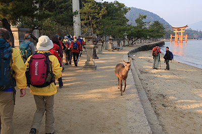 宮島桟橋から鹿や大鳥居を見ながら厳島神社方面に歩いている写真