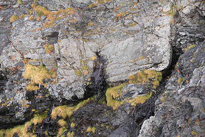 遠山川最上流の岩の割れ目から流れ出る水源の写真