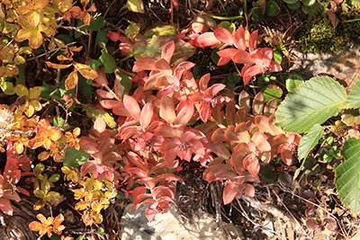 葉が赤く紅葉したイワベンケイの写真