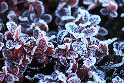 びっしり霜の付いたウラシマツツジの葉の写真