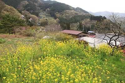 菜の花の咲く山里の写真
