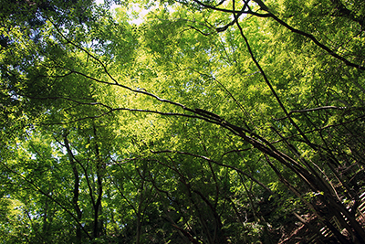 緑がきれいな林の写真