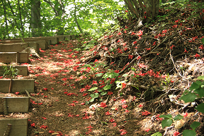 登山道に落ちたヤマツツジの花びらの写真