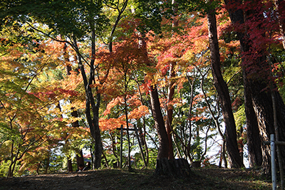 長瀞の公園内の紅葉した木々の写真