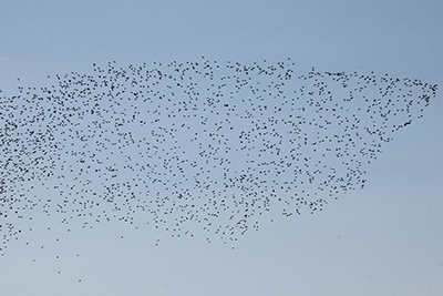 数百羽の野鳥の群れの写真