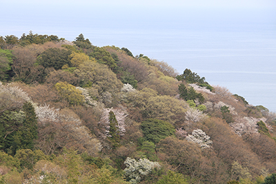 桜などが咲く春らしい尾根と海の写真
