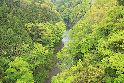 新緑が美しい桂川の写真