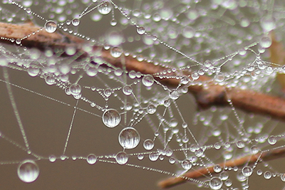 蜘蛛の巣に付いた水滴の写真その2