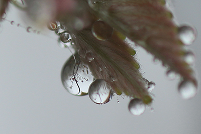 新しい木の葉に付いた水滴の写真
