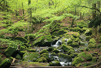 新緑の木々とこけの付いた岩の多い沢の写真