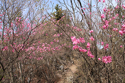 アカヤシオの咲く登山道の写真