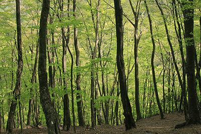新緑の美しい林の写真