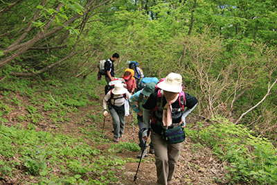 刈羽黒姫山に向けてオオイワカガミの咲く登山道を登っている写真