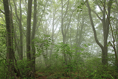 霧に包まれたブナ林の写真