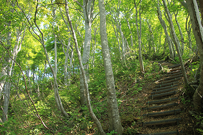 ブナ林の中につけられた急な階段の登山道の写真