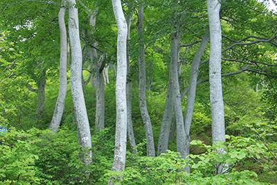 白い樹皮が並んだブナ林の写真
