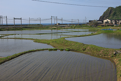 水田と海の間を走る信越本線の写真