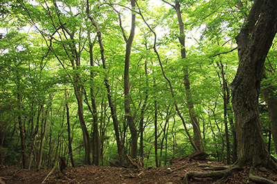 緑のきれいな雑木林の写真