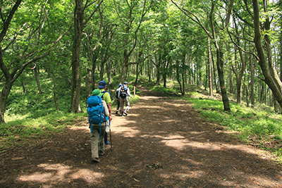 足和田山（五湖台）に向けて樹林帯を歩いている写真