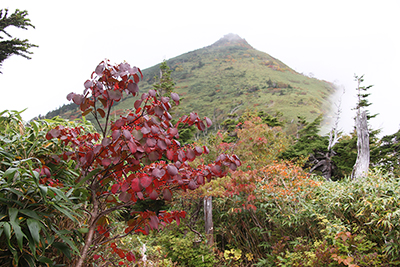 紅葉したガマズミと茶臼岳の写真