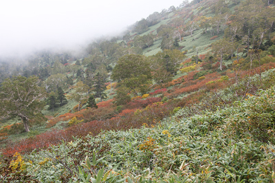 紅葉した茶臼岳の山腹の写真