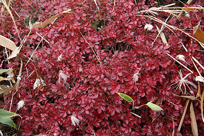 紅葉したチングルマの葉の写真