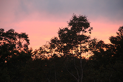茜色に染まった雲とシルエットの樹木の写真