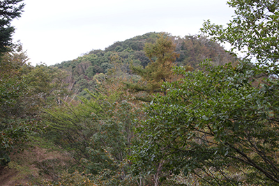 曲ヶ谷北峰付近から見た川苔山の写真