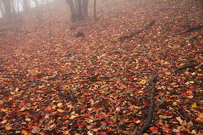 一面赤とオレンジの落ち葉が敷き詰められた地面の写真