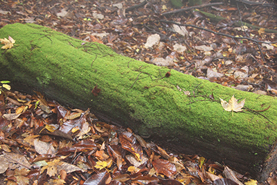 きれいに苔の生えた朽ち木の写真
