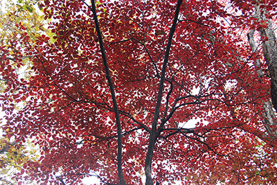 紅葉した葉がたくさん付いた木を下から見た写真