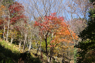 八重山山麓の紅葉している木々の写真