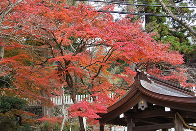 筑波山神社の紅葉
