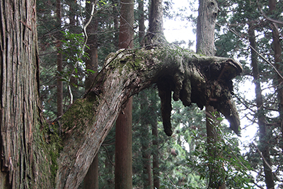 折れたような木の枝から幹を上に伸ばして成長している杉の写真