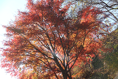 きれいに紅葉した木の写真