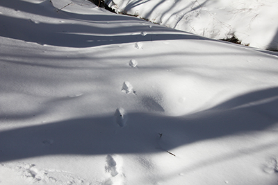 雪原に付いたキツネの足跡のように見える写真