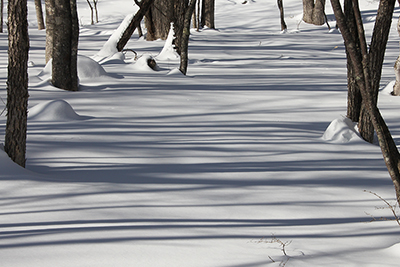 雪面にできた木の陰の縞模様の写真