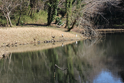 アオサギやコサギ、マガモが休んでいる水鳥の池の写真