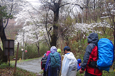 桜の咲く舗装道路を歩いている写真