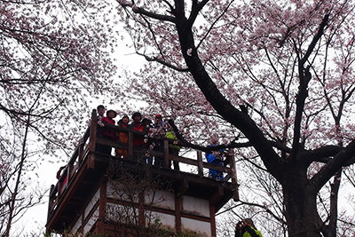 桜に囲まれた鐘撞堂山山頂の展望台に立つメンバーの写真