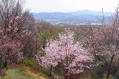 山頂直下に咲く桜と遠くに見える山の写真