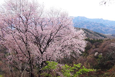 鐘撞堂山山頂の桜と阿ヶ吐露アルプス方面の写真