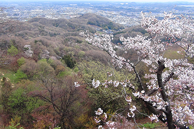 桜と芽吹きの山麓と麓の町の写真