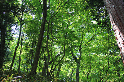 緑が美しい広葉樹の林の写真