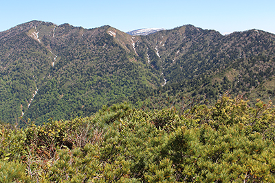 左武流山と奥に見える苗場山の写真