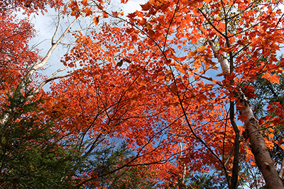 端牆山への登りで見つけた美しく紅葉した木々の写真