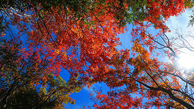 M君が撮影した紅葉した木々の写真