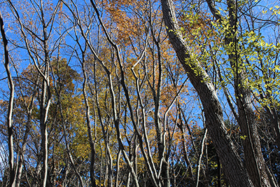 紅葉も終わりかけている雑木林の写真