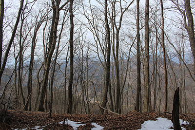 冬枯れの木々とその向こう側に見える倉岳山の写真
